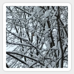 Snowstorm on tree branches in Chicago Sticker